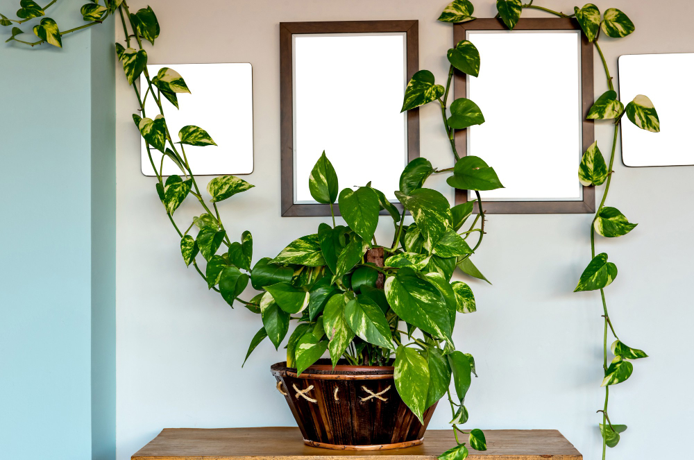 Hanging Fake Plants