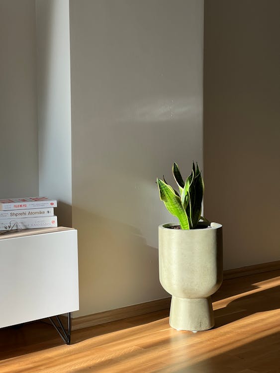 small snake plant in gray pot