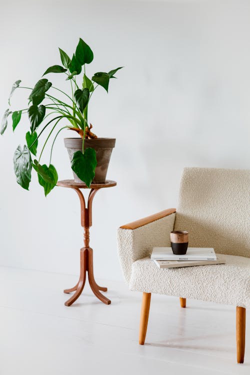 The Rise of Minimalist Greenery: What to Know