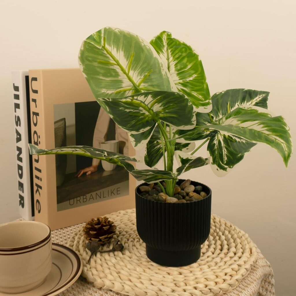 Tabletop Monstera Deliciosa