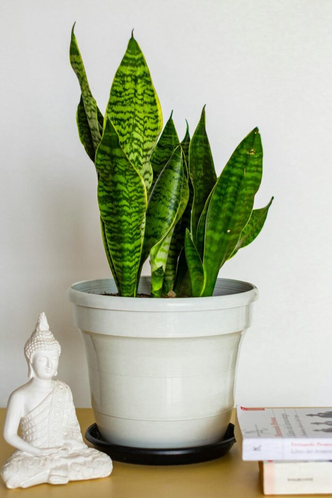 Lifelike Faux Snake Plant