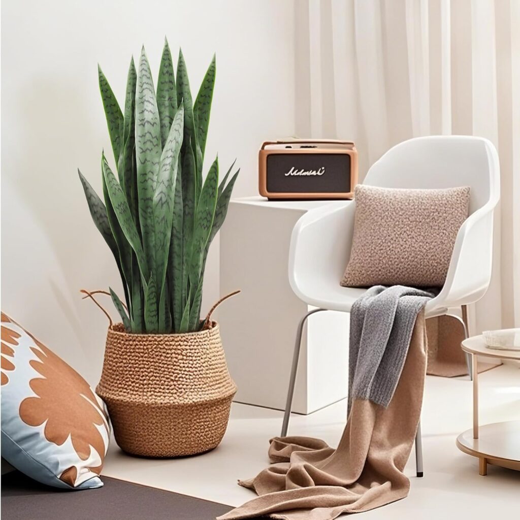 Mini Succulent in Stone Pot in a nice living room