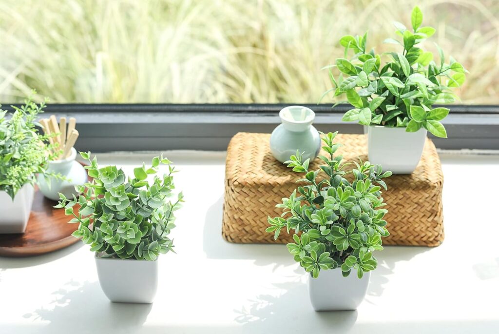 Potted Lavender Arrangement, four pieces, in front of the window