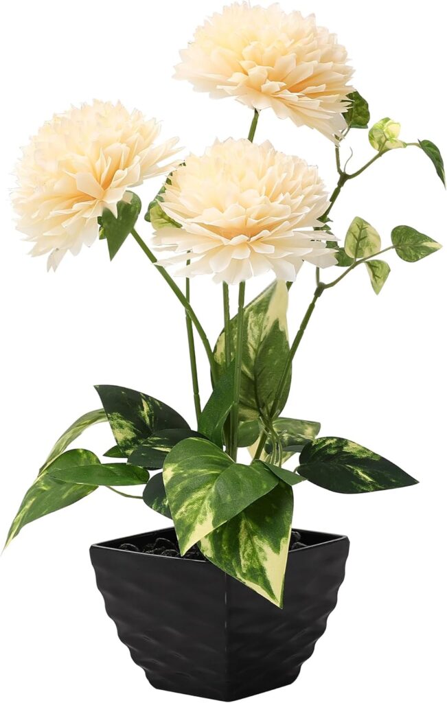 champagne potted florals