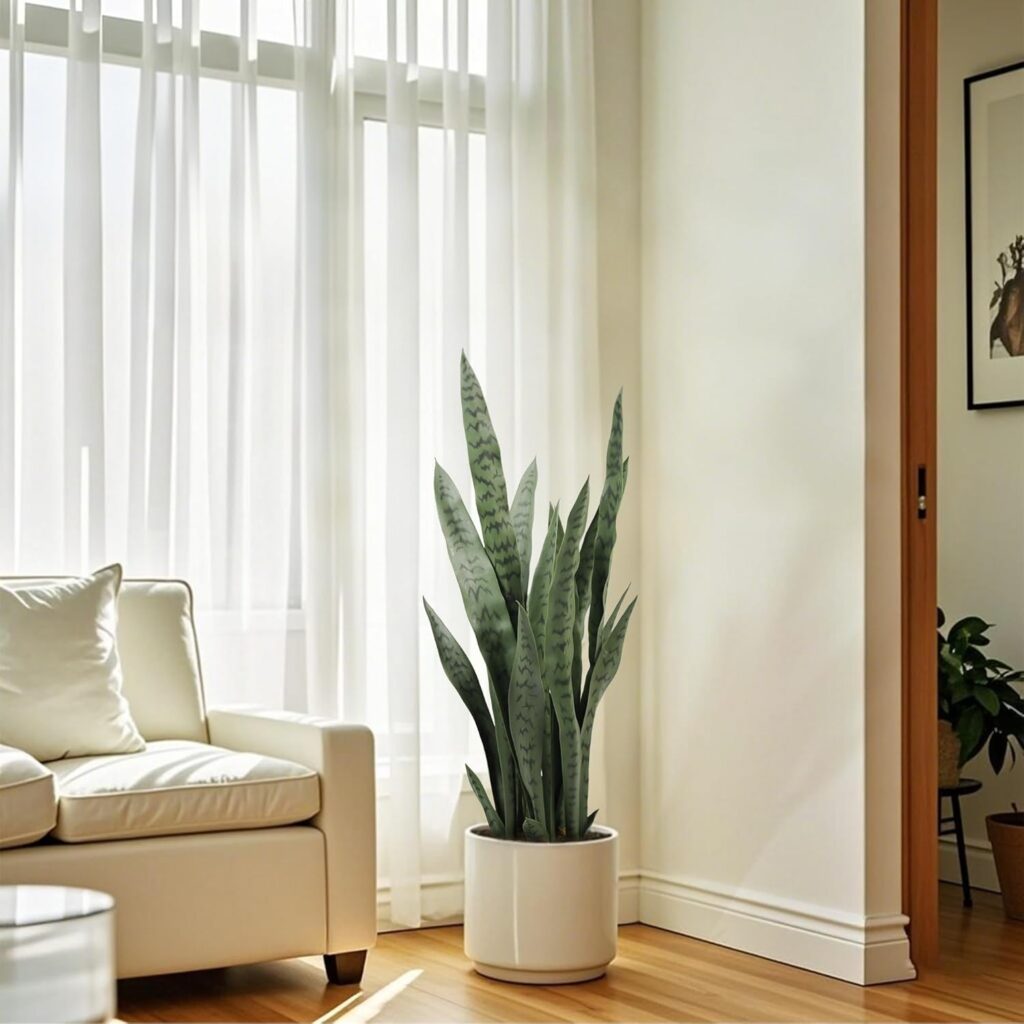 Sleek Snake Plant with Sculptural Form