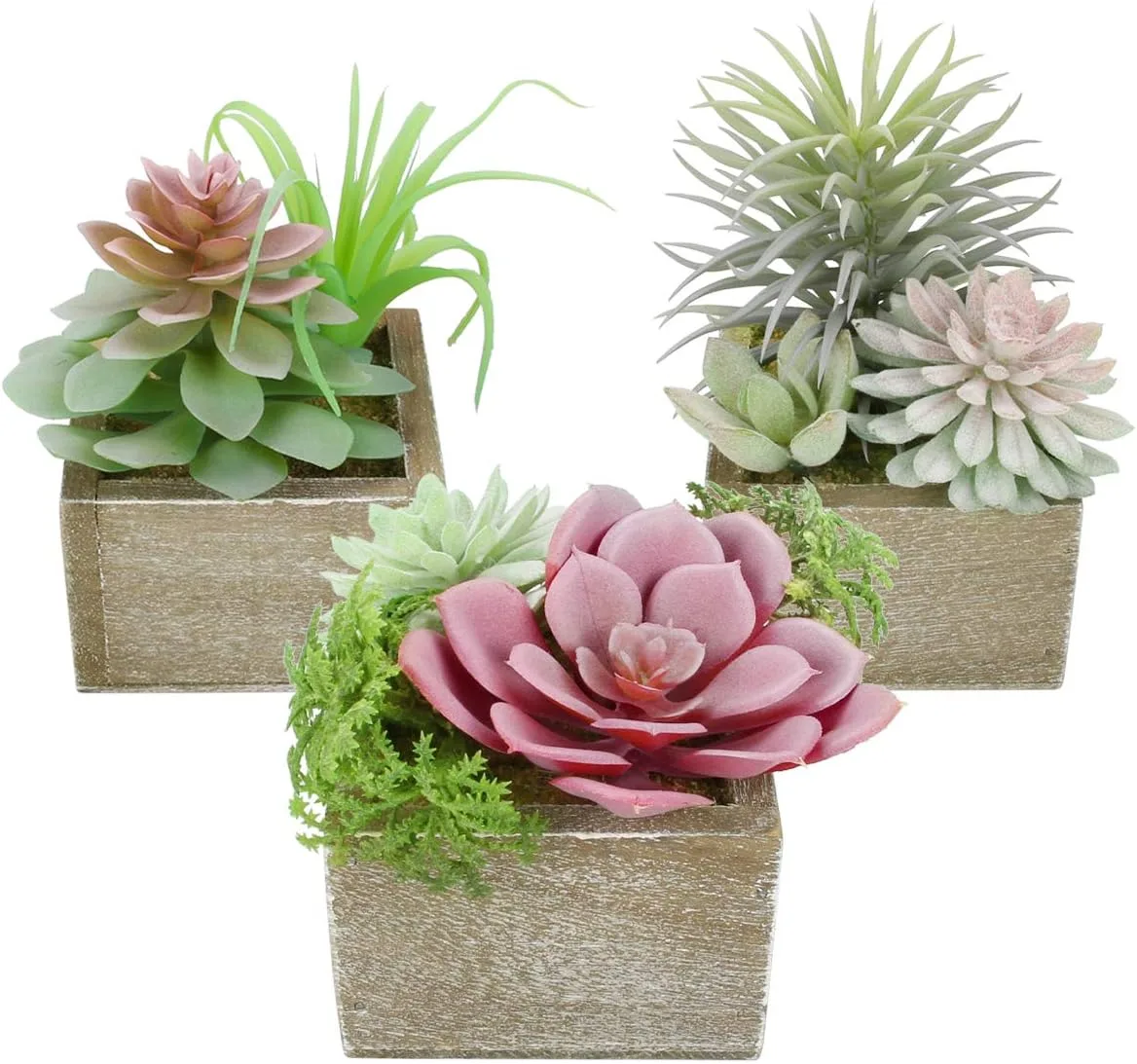 Set of three small succulent plants in wood pots