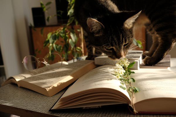 Pet Safe Plants