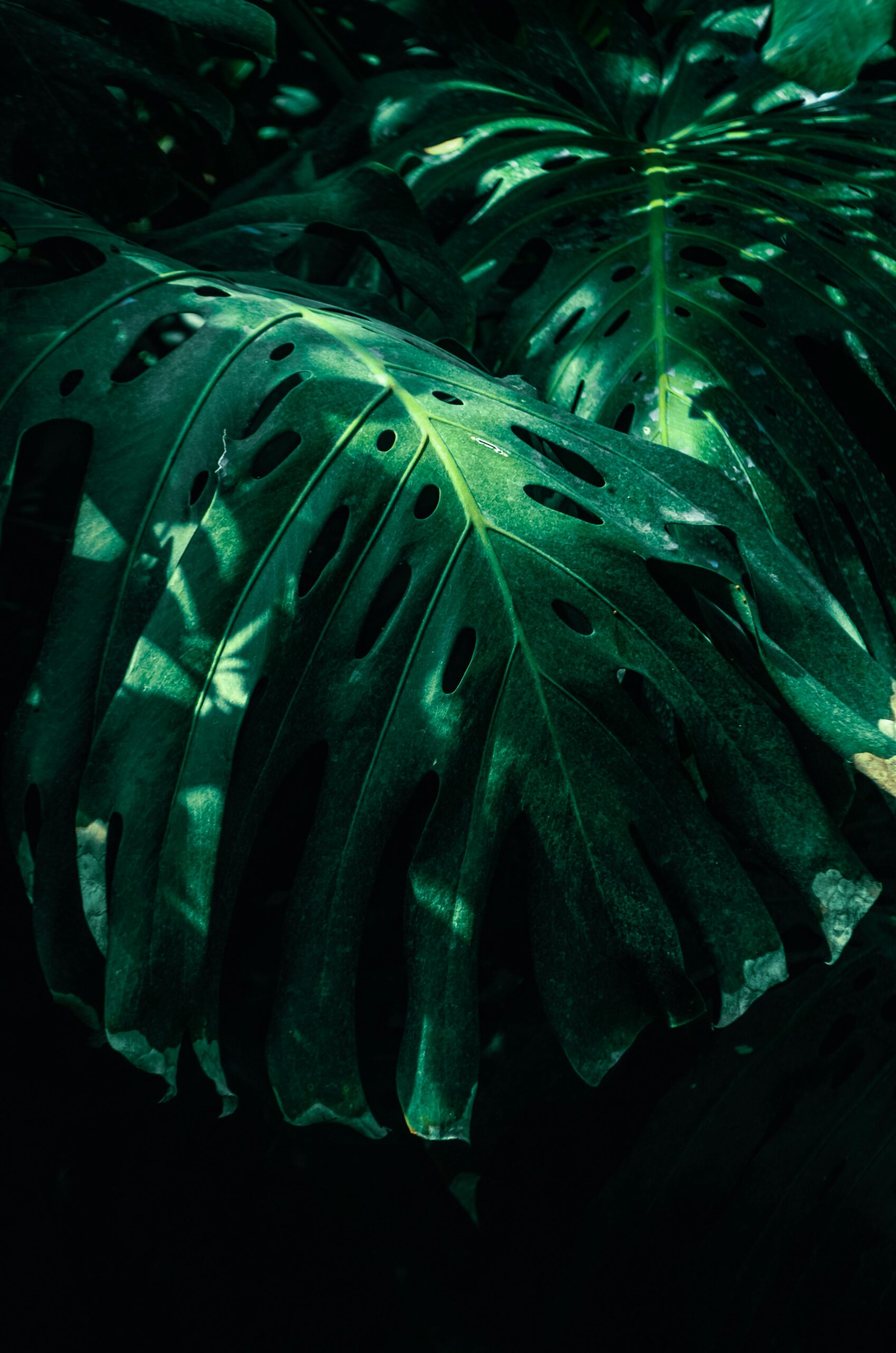 Healthy green artificial plants for feng shui