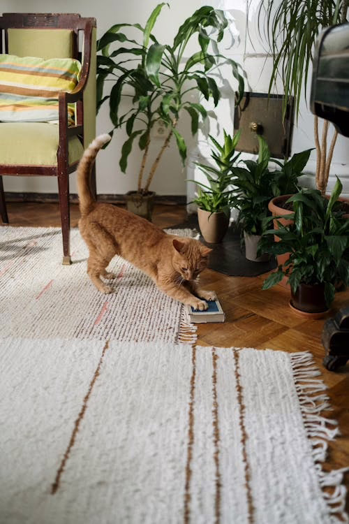 living room corner with lots of greenery and cat playing around with a book