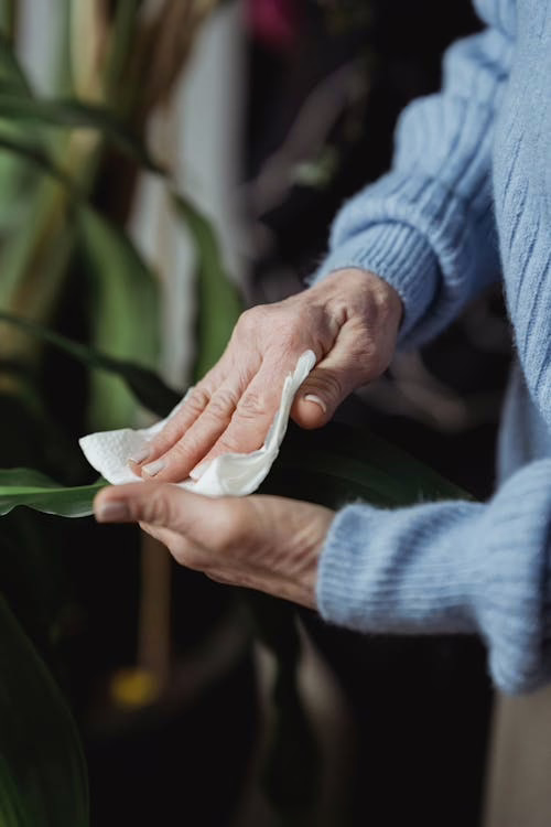 cleaning the leaf of a plant