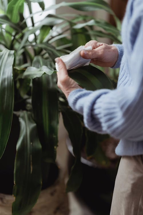 Person cleaning their fake plant at home