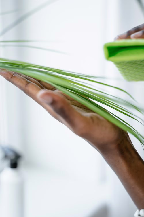 Person dusting artificial houseplants with microfiber cloth