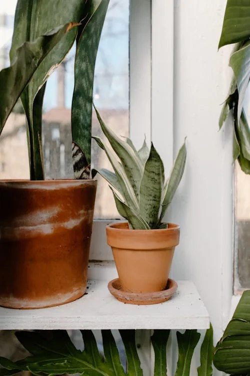 Layering of snake plant with other plants