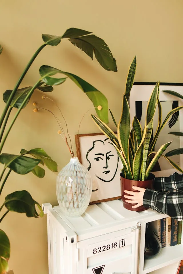Snake Plant Picks: Genius Styling Tips for Every Room