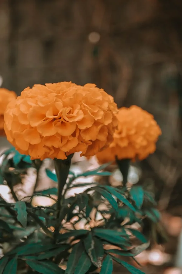 Orange Artificial Flower bouquet