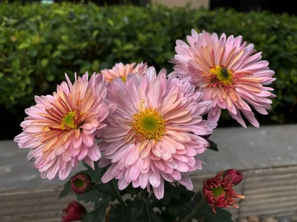 Artificial Daisy Flower Boutquet