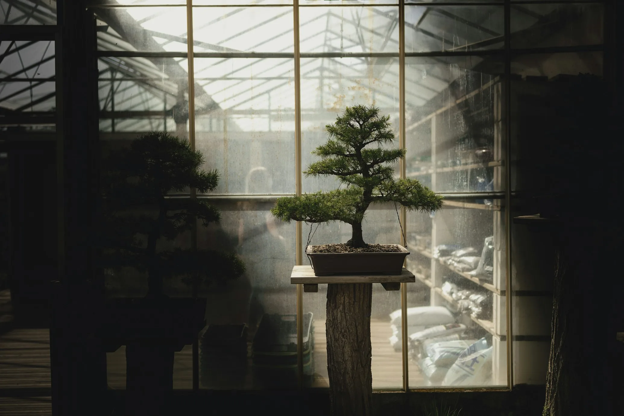 mini bonsai artificial trees that look real